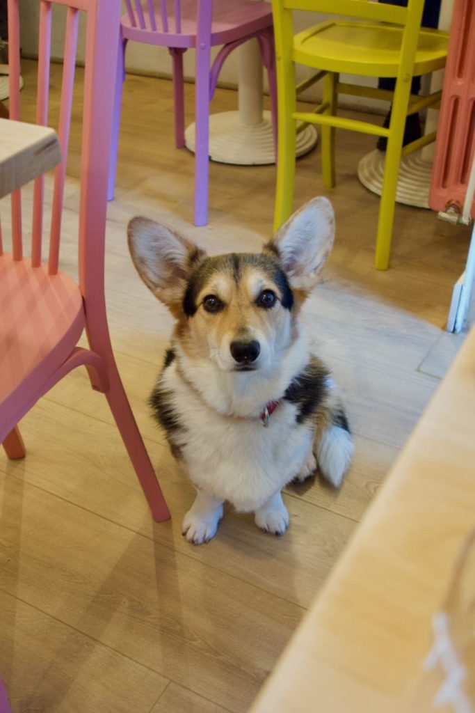 corgie blanc, feu et noir