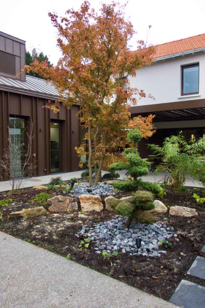 Patio avec un érable du Japon au centre, un peu de bambou, un arbre taillé à la japonaise et des cailloux au sol